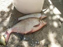 pescuit la dunare - sdc11633.JPG